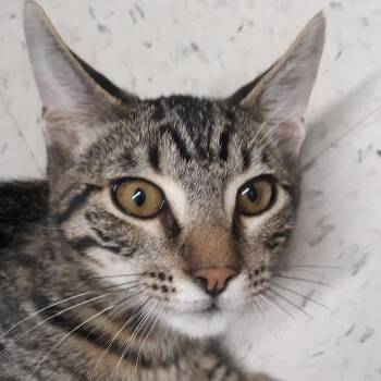 Filet Mignon -  Domestic Short Hair Cat for Adoption in Spokane, Washington - Filet Mignon | PetCurious