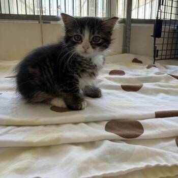 Domestic Medium Hair Cats Available for Adoption in Goleta, California - Christofur | PetCurious