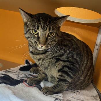 Domestic Short Hair Cats Available for Adoption in Elyria, Ohio - Simba | PetCurious