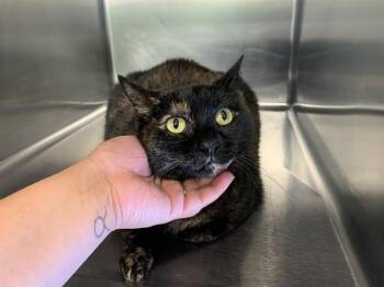 Domestic Short Hair Cats Available for Adoption in Grand Prairie, Texas - BUNNY | PetCurious