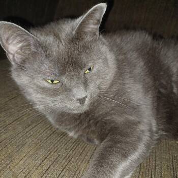 Smokey Joe -  Domestic Short Hair Cat for Adoption in Lynchburg, Virginia - Smokey Joe | PetCurious