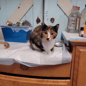 Rescue Domestic Short Hair Cats for Adoption in Norfolk, Virginia - Cola | PetCurious