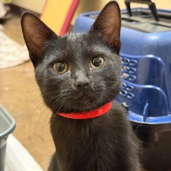 Haze w/ Vapor - Charming & Cuddly -  Domestic Short Hair Cat for Adoption in Flagstaff, Arizona - Haze W/ Vapor - Charming & Cuddly | PetCurious