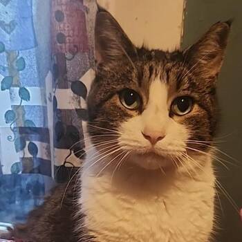 TOMY -  Domestic Short Hair Cat for Adoption in Rochester, Minnesota - TOMY | PetCurious