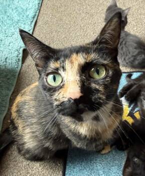 Domestic Short Hair and Tortoiseshell Cats Available for Adoption in Hamburg, New York - Holly | PetCurious