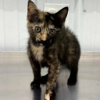 Hope -  Domestic Short Hair Cat for Adoption in Richmond, Missouri - Hope | PetCurious