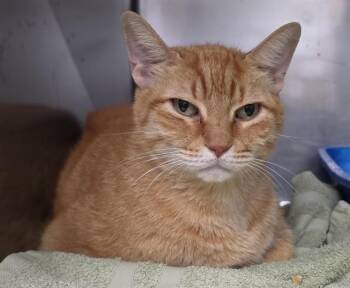 CHEESE BALL -  Domestic Short Hair Cat for Adoption in Killeen, Texas - CHEESE BALL | PetCurious