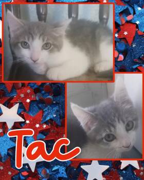 Tac -  Domestic Short Hair Cat for Adoption in Pasco, Washington - Tac | PetCurious