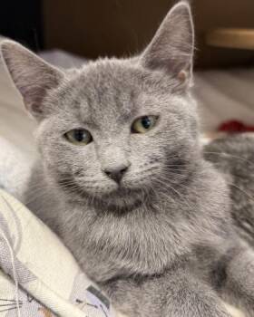 CATALEYA -  Domestic Short Hair Cat for Adoption in Hamilton Township, New Jersey - CATALEYA | PetCurious
