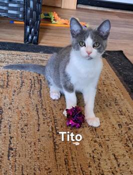 Tito -  Domestic Short Hair Cat for Adoption in Plattsburgh, New York - Tito | PetCurious