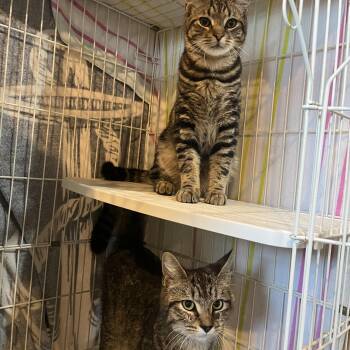 Domestic Short Hair Cats Available for Adoption in Salisbury, Massachusetts - Andy And Carolina  | PetCurious