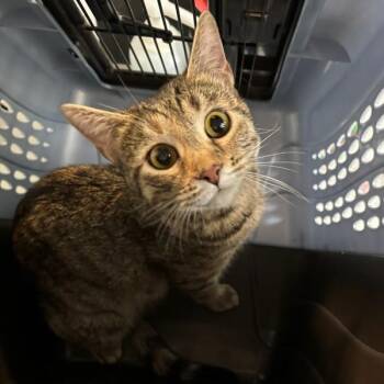 Evelyn -  Domestic Short Hair Cat for Adoption in Des Moines, Iowa - Evelyn | PetCurious