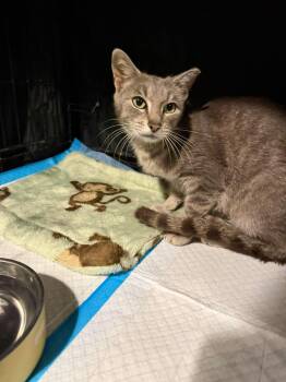 Misty -  Domestic Short Hair Cat for Adoption in Cleveland, Ohio - Misty | PetCurious