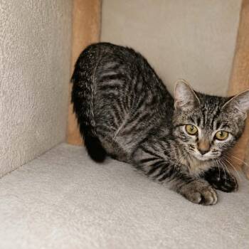 Pop -  Domestic Short Hair Cat for Adoption in Hemet, California - Pop | PetCurious