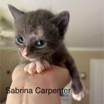 Rescue Domestic Short Hair Cats for Adoption in Huntsville, Alabama - Sabrina Carpenter | PetCurious