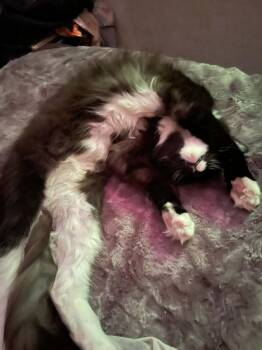 Domestic Long Hair Cats Available for Adoption in South Bend, Indiana - Lily | PetCurious