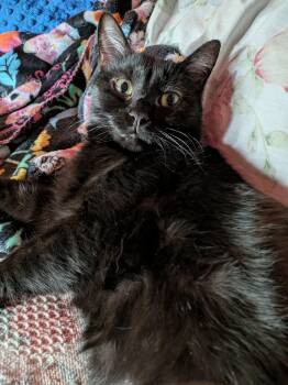 Simone -  Domestic Short Hair Cat for Adoption in Rochester, Washington - Simone | PetCurious