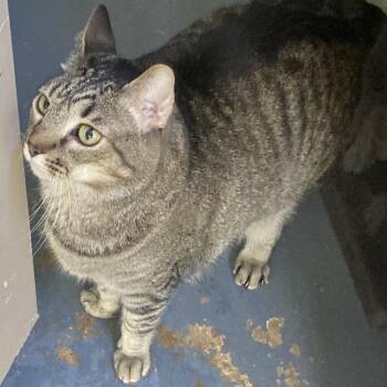 Pretty Boy -  Domestic Short Hair Cat for Adoption in Midland, Texas - Pretty Boy | PetCurious