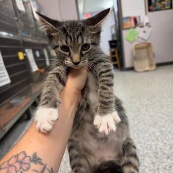 0897-C26 -  Domestic Short Hair Cat for Adoption in Port Charlotte, Florida - 0897-C26 | PetCurious
