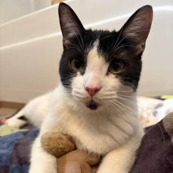 Raisin -  Domestic Short Hair Cat Available for Adoption in Nashville, Tennessee - Raisin | PetCurious