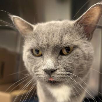WALL E -  Domestic Short Hair Cat for Adoption in Philadelphia, Pennsylvania - WALL E | PetCurious
