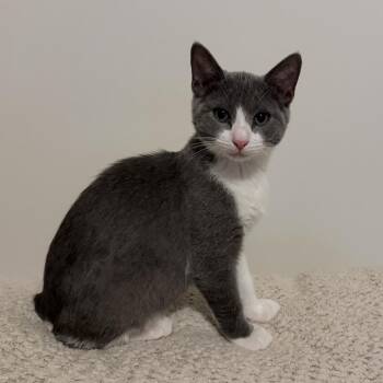 Thea -  Domestic Short Hair Cat for Adoption in Roswell, Georgia - Thea | PetCurious