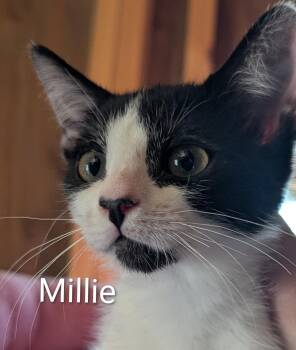 Millie -  Domestic Short Hair Cat for Adoption in Sonora, California - Millie | PetCurious