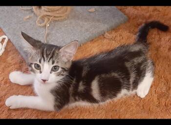 Ed -  Tabby Cat for Adoption in Redlands, California - Ed | PetCurious