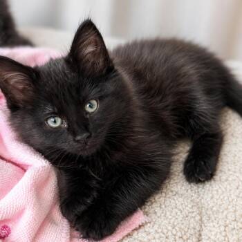 Savannah (White Collar) -  Domestic Long Hair Cat for Adoption in Madisonville, Tennessee - Savannah (White Collar) | PetCurious