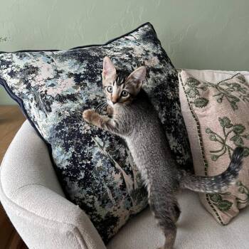 Joey -  Domestic Short Hair Cat for Adoption in Prescott, Arizona - Joey | PetCurious