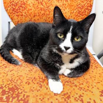 Domestic Short Hair Cats Available for Adoption in Oshkosh, Wisconsin - Benjamin - Lover Boy! | PetCurious