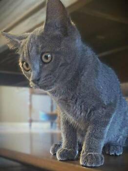 Russian Blue and Domestic Short Hair Cats Available for Adoption in Fort Myers, Florida - Pippa | PetCurious