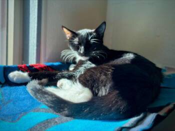 Regina -  Domestic Short Hair Cat for Adoption in Portland, Oregon - Regina | PetCurious