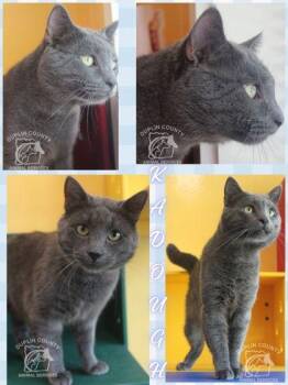 KADOUGH -  Russian Blue and Domestic Short Hair Cat for Adoption in Kenansville, North Carolina - KADOUGH | PetCurious