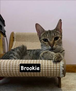 Brookie -  Tabby and Domestic Short Hair Cat for Adoption in Yardley, Pennsylvania - Brookie | PetCurious