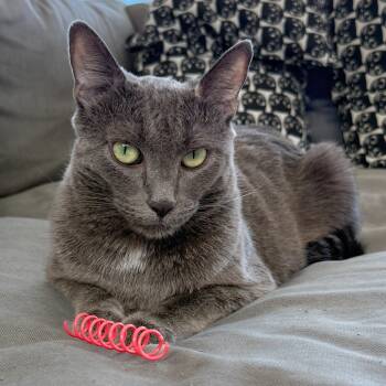 Rescue Russian Blue and Domestic Short Hair Cats for Adoption in Costa Mesa, California - Princess C | PetCurious