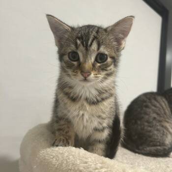 Rescue Domestic Short Hair Cats for Adoption in New York, New York - Tahdig | PetCurious