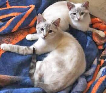 Siamese Cats Available for Adoption in Mansfield, Ohio - Blue Duchess | PetCurious