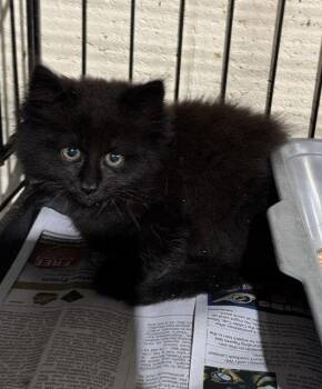 Mahindra -  Domestic Long Hair Cat for Adoption in Apollo, Pennsylvania - Mahindra | PetCurious