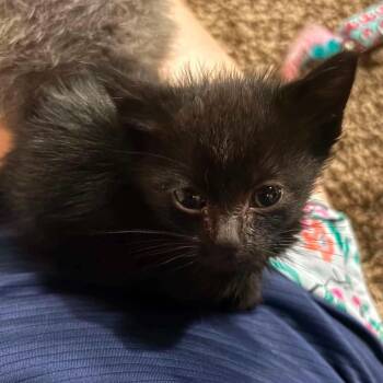 Whimsy -  Snowshoe Cat for Adoption in Wichita, Kansas - Whimsy | PetCurious