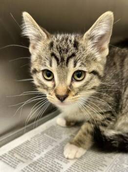 Toad Mage -  Domestic Short Hair Cat for Adoption in Wichita, Kansas - Toad Mage | PetCurious