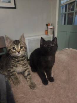 Squirrel -  Domestic Short Hair Cat Available for Adoption in Richmond, Virginia - Squirrel | PetCurious