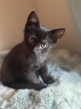 Rescue Domestic Short Hair Cats for Adoption in Austin, Texas - MudSlide (CL-A) | PetCurious