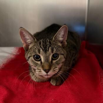 Scarlet -  Domestic Short Hair Cat for Adoption in Council Bluffs, Iowa - Scarlet | PetCurious