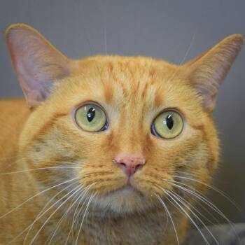 Tabby and Domestic Short Hair Cats Available for Adoption in Huntley, Illinois - Kitty Kitty | PetCurious