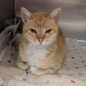CATHY -  Domestic Short Hair Cat for Adoption in San Antonio, Texas - CATHY | PetCurious