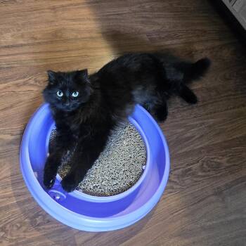 Domestic Long Hair Cats Available for Adoption in Wakefield, Quebec - Waffle | PetCurious