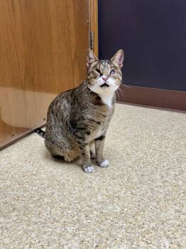 Davy Jones -  Domestic Short Hair Cat for Adoption in Austintown, Ohio - Davy Jones | PetCurious
