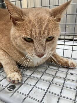 Rescue Domestic Short Hair Cats for Adoption in Disputanta, Virginia - Cracker | PetCurious