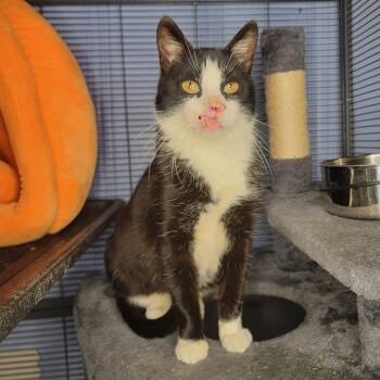 Domestic Short Hair Cats Available for Adoption in Kansas City, Missouri - Zara | PetCurious